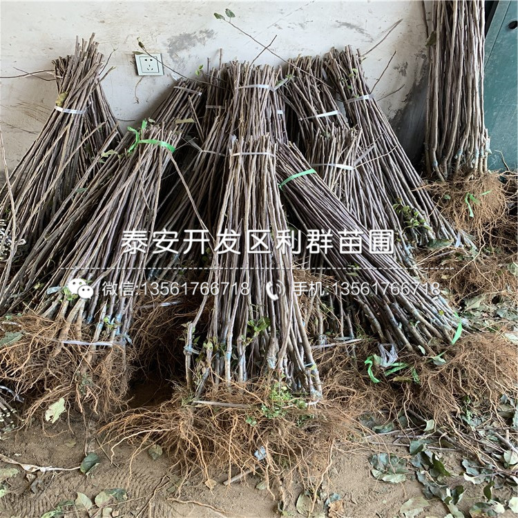 2019年矮化柱狀蘋果樹苗價(jià)格、矮化柱狀蘋果樹苗多少錢一棵
