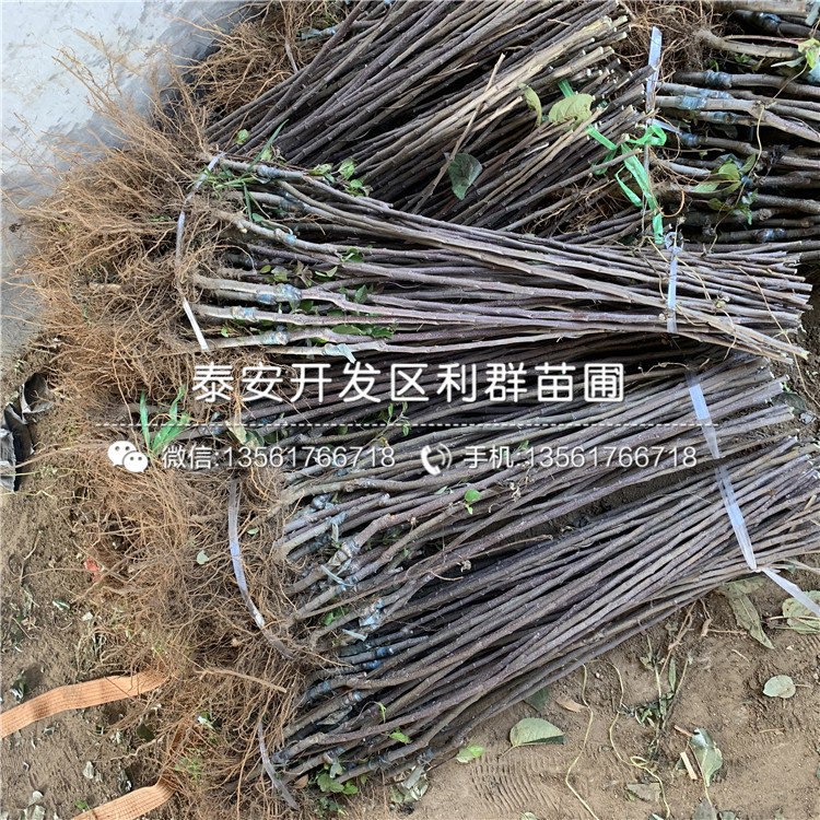 花牛蘋果苗新品種、花牛蘋果苗多少錢一棵