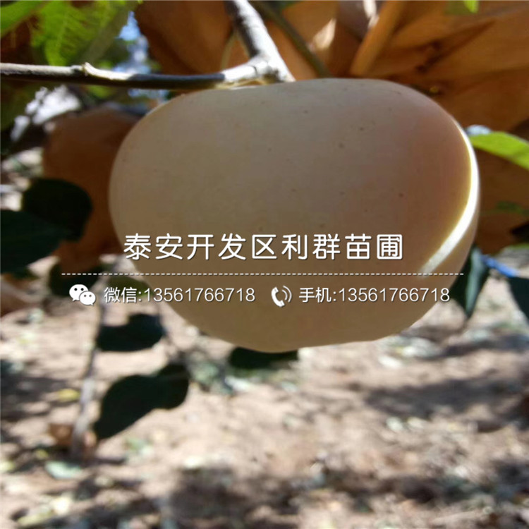 美國紅蛇果苗哪里便宜、美國紅蛇果苗價格是多少