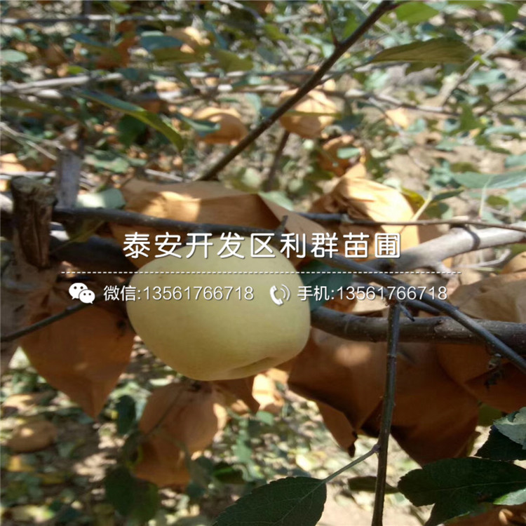 紅星蘋果樹苗報(bào)價(jià)、紅星蘋果樹苗多少錢一棵
