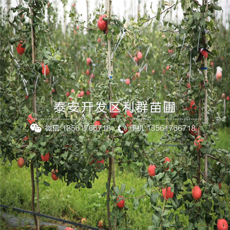 山東煙富0號蘋果苗、煙富0號蘋果苗多少錢一棵