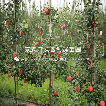 哪里有賣潤(rùn)太一號(hào)蘋果苗的、潤(rùn)太一號(hào)蘋果苗多少錢一棵