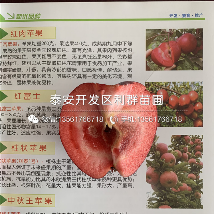 長富2號蘋果樹苗哪里有賣、長富2號蘋果樹苗多少錢一棵