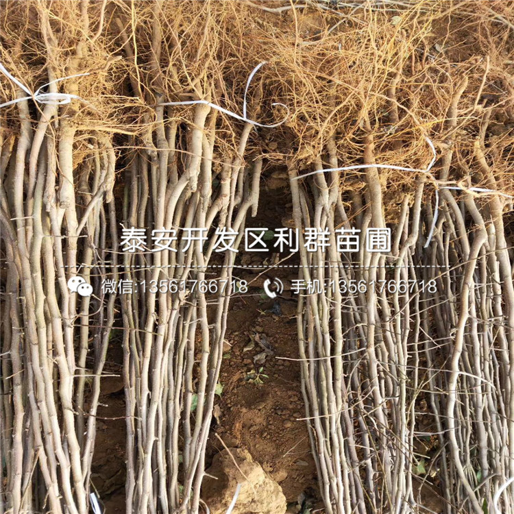 長枝紅富士蘋果樹苗出售、2019年長枝紅富士蘋果樹苗價格
