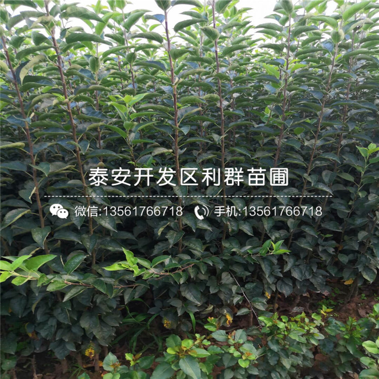 2公分蘋果苗品種、2公分蘋果苗多少錢一棵