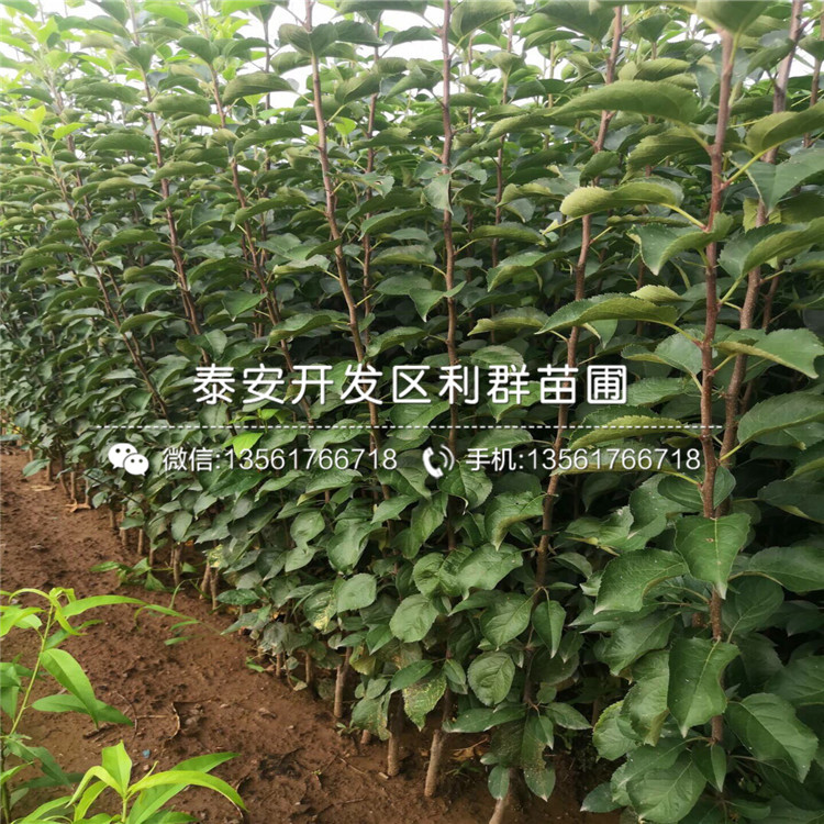 華碩蘋果樹苗價格、華碩蘋果樹苗多少錢一棵