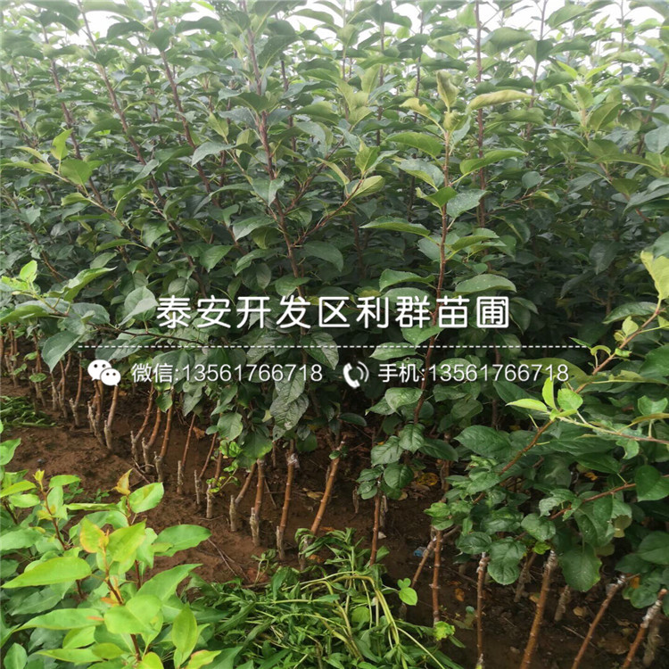 紅星蘋果樹苗報(bào)價(jià)、紅星蘋果樹苗多少錢一棵