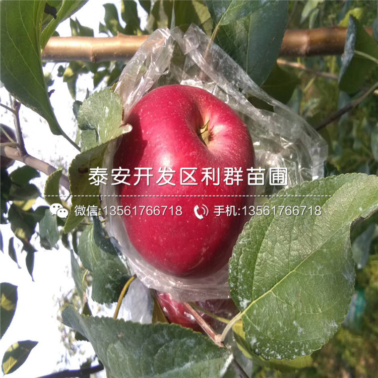 雞心蘋果苗、雞心蘋果苗多少錢一棵