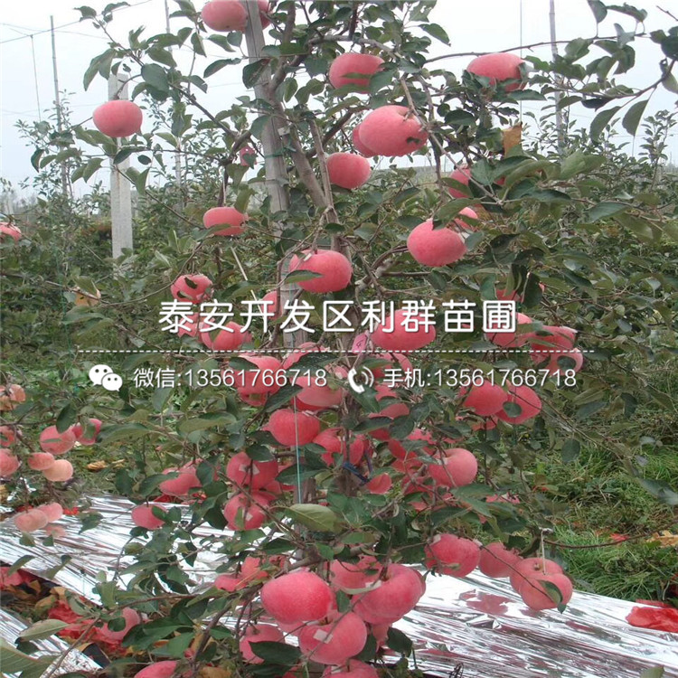 水蜜桃蘋果苗價格、水蜜桃蘋果苗報價