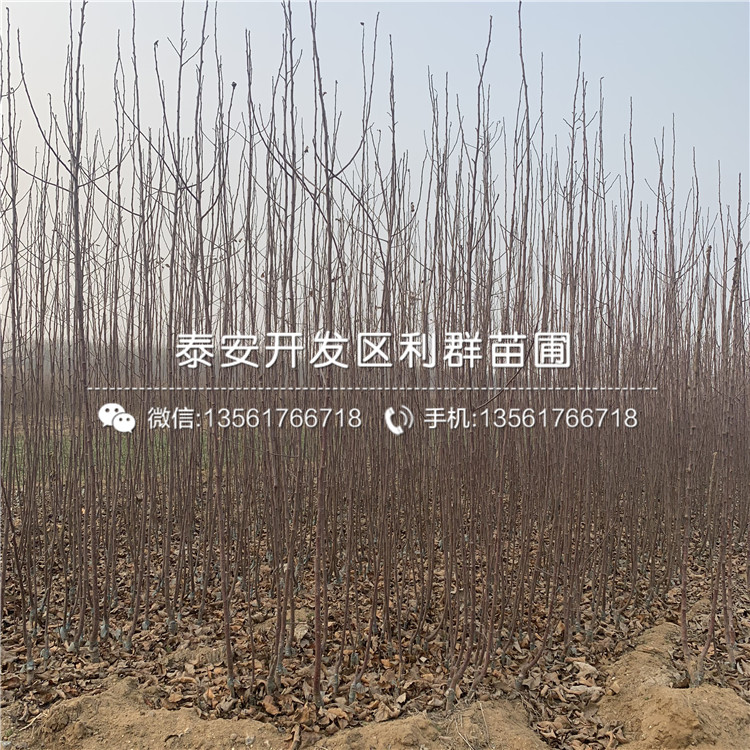 華碩蘋果樹苗價格、華碩蘋果樹苗多少錢一棵