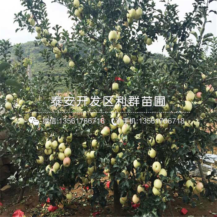 藤木一號蘋果苗品種介紹、藤木一號蘋果苗多少錢一棵