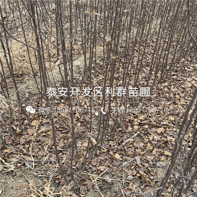 2019年雙矮蘋果樹苗、2019年雙矮蘋果樹苗價(jià)格