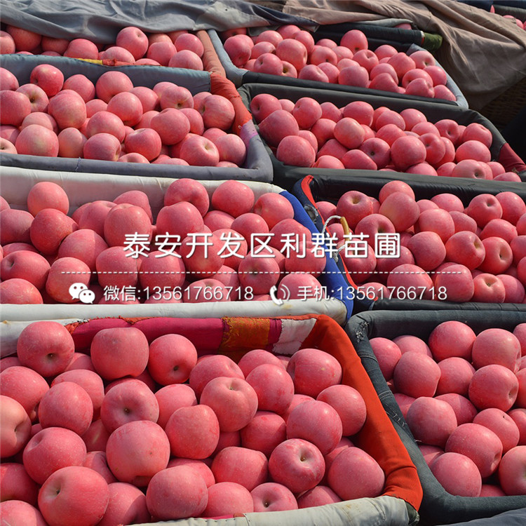 煙富蘋果苗哪里便宜、2019年煙富蘋果苗價格