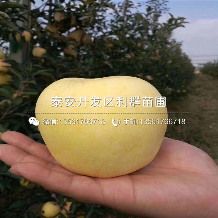 批發(fā)紅色之愛蘋果樹苗、紅色之愛蘋果樹苗多少錢一棵