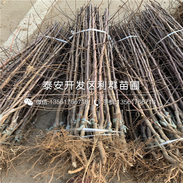 新品種柱狀蘋果苗、柱狀蘋果苗價(jià)格多少