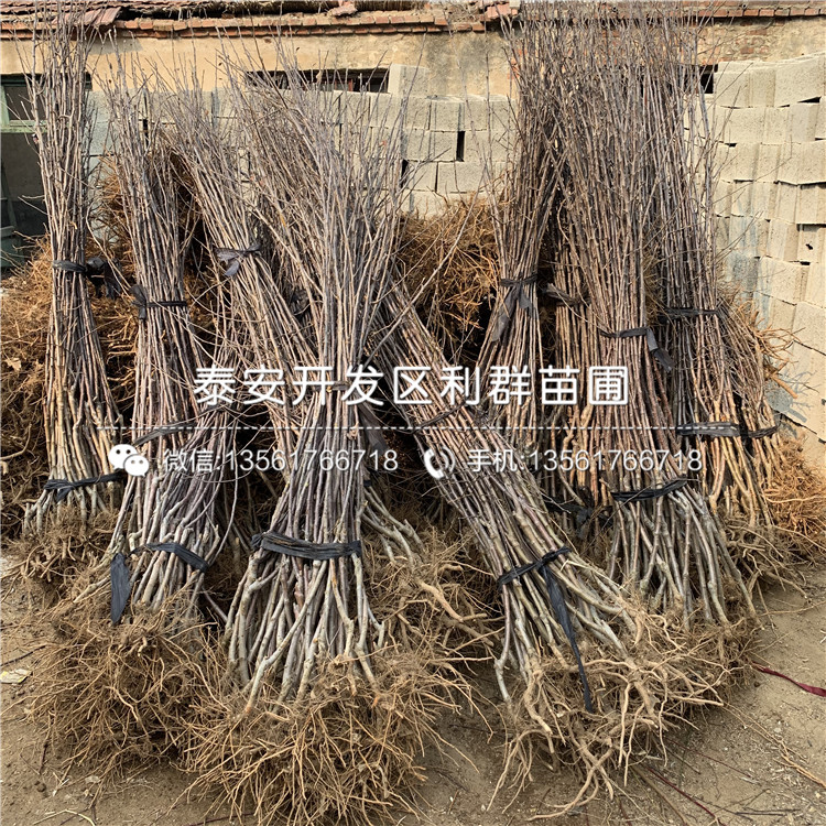 出售金帥蘋果苗、出售金帥蘋果苗多少錢一棵