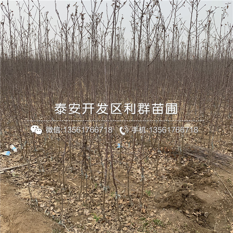 矮化柱狀蘋果苗出售、矮化柱狀蘋果苗多少錢一棵