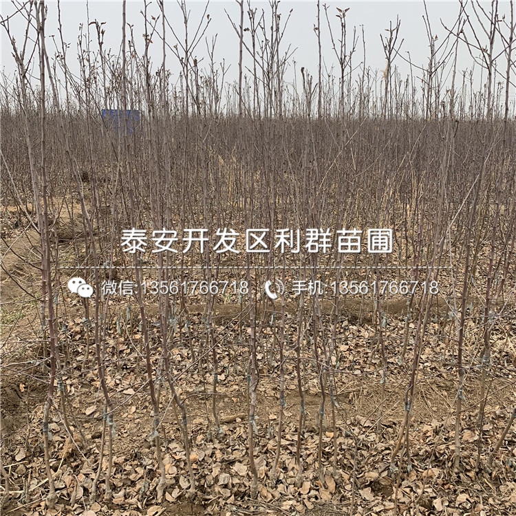 4公分小國(guó)光蘋果樹苗、4公分小國(guó)光蘋果樹苗價(jià)格