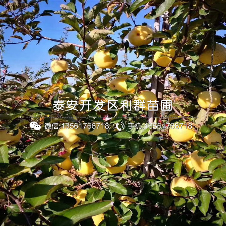 4公分蘋果苗、4公分蘋果苗批發(fā)
