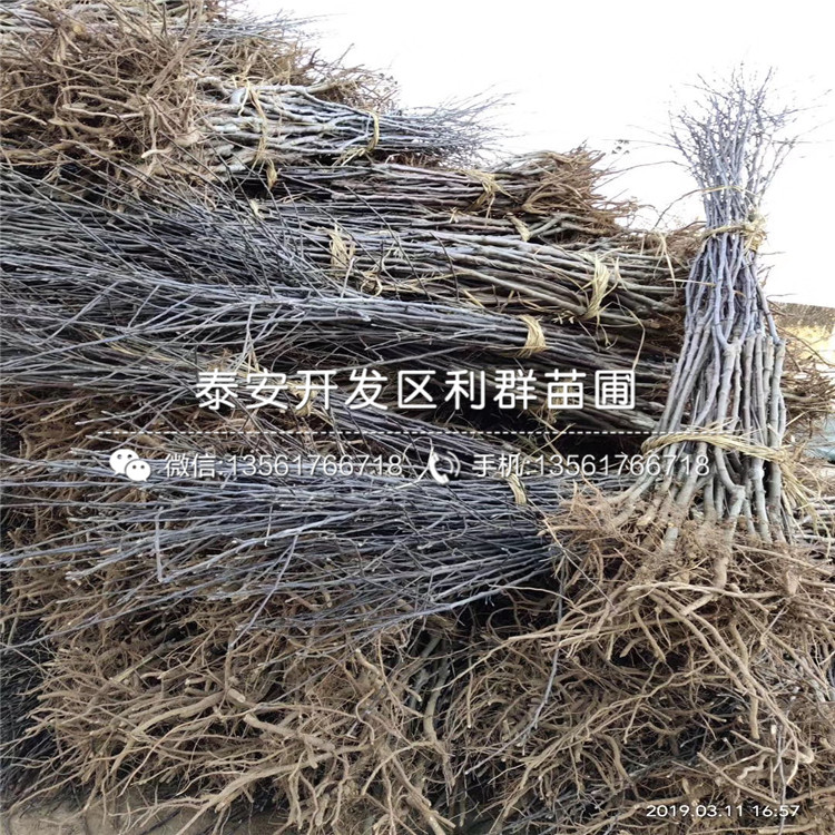 華碩蘋果樹苗價格、華碩蘋果樹苗多少錢一棵