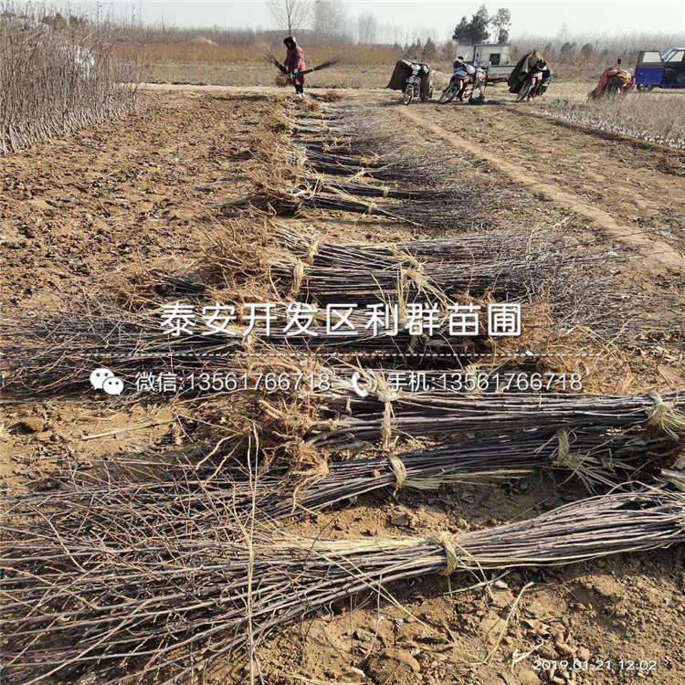 泰山早霞蘋(píng)果樹(shù)苗哪里便宜、泰山早霞蘋(píng)果樹(shù)苗價(jià)格是多少
