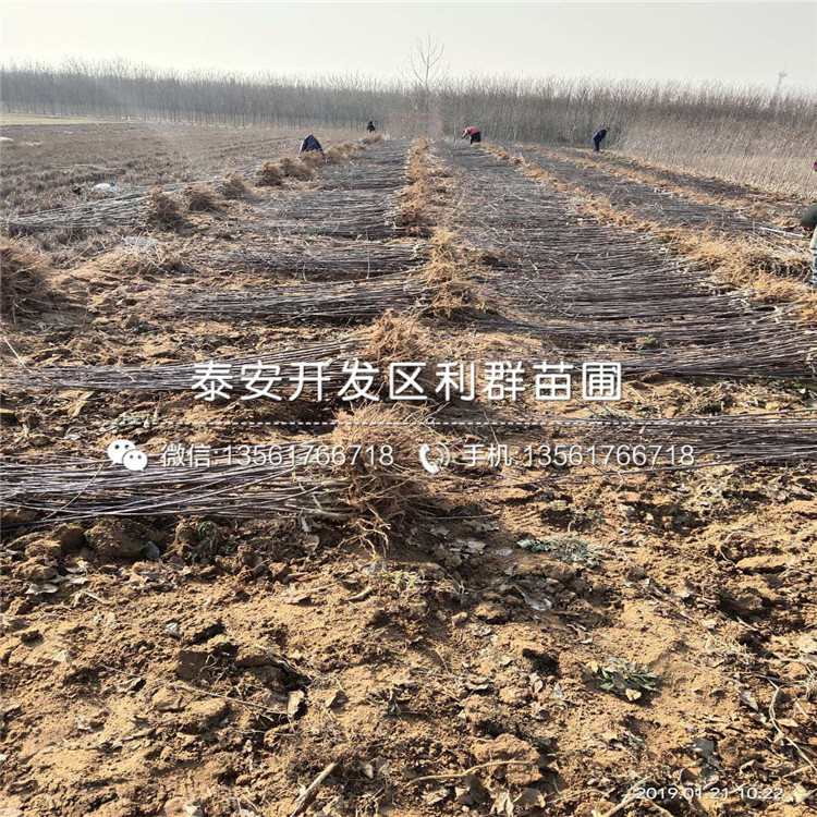 山東矮化蘋果苗、矮化蘋果苗多少錢一棵