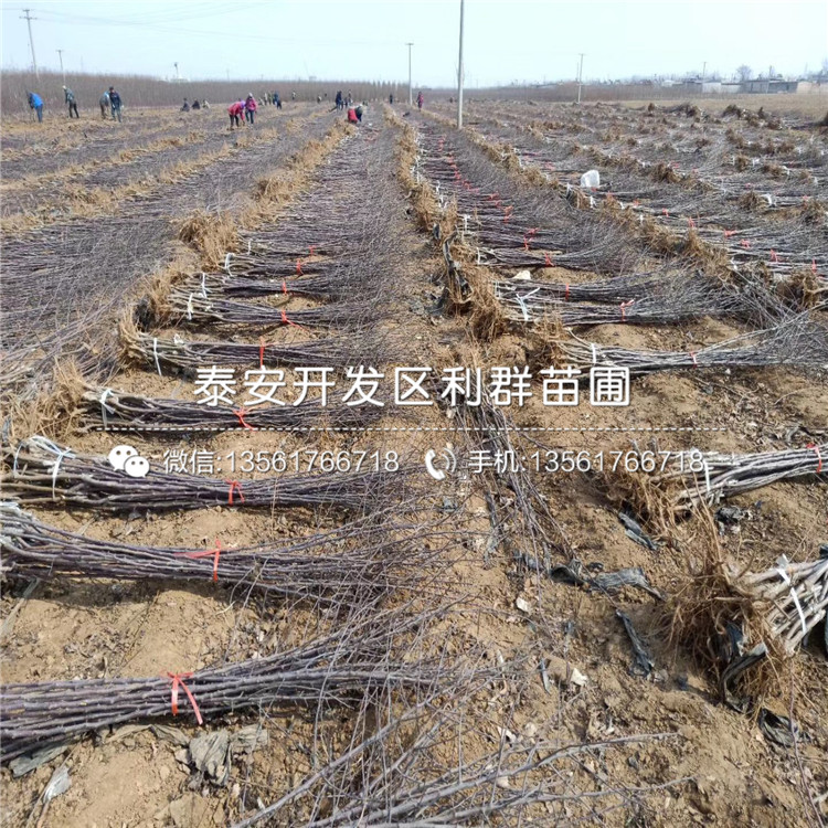 出售金帥蘋果苗、出售金帥蘋果苗多少錢一棵