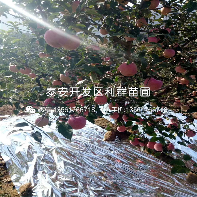 藤木一號蘋果苗品種介紹、藤木一號蘋果苗多少錢一棵