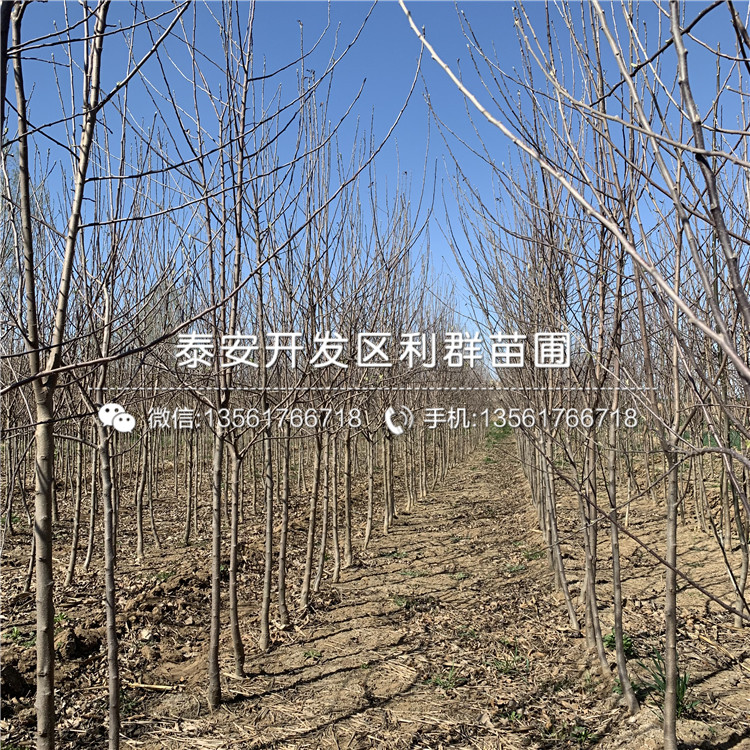 雞心果樹苗價格、雞心果樹苗多少錢一棵