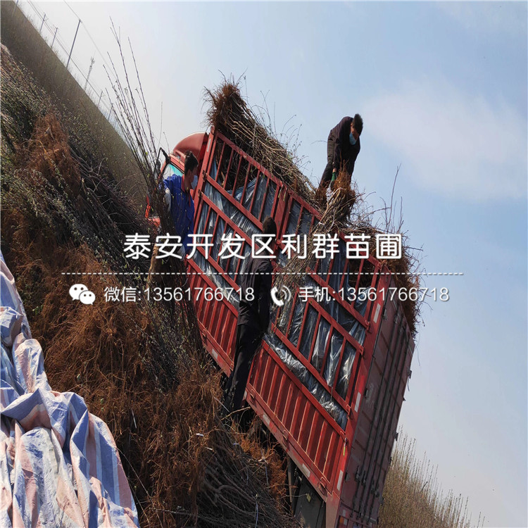 華碩蘋果樹苗價格、華碩蘋果樹苗多少錢一棵