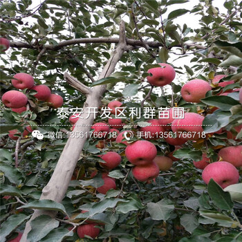 泰山早霞蘋(píng)果樹(shù)苗哪里便宜、泰山早霞蘋(píng)果樹(shù)苗價(jià)格是多少