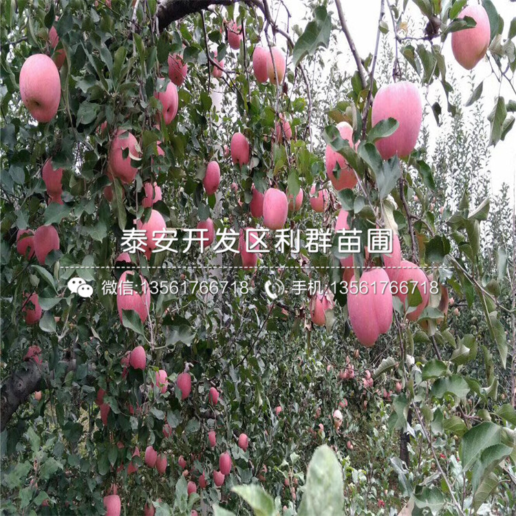 早紅嘎啦蘋果苗報(bào)價(jià)、2019年早紅嘎啦蘋果苗價(jià)格