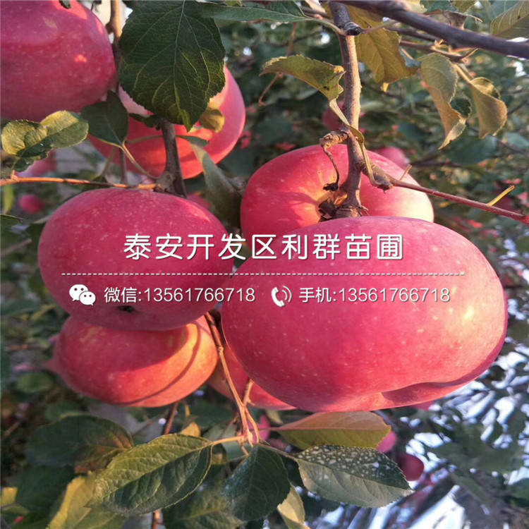 長枝紅富士蘋果樹苗出售、2019年長枝紅富士蘋果樹苗價格