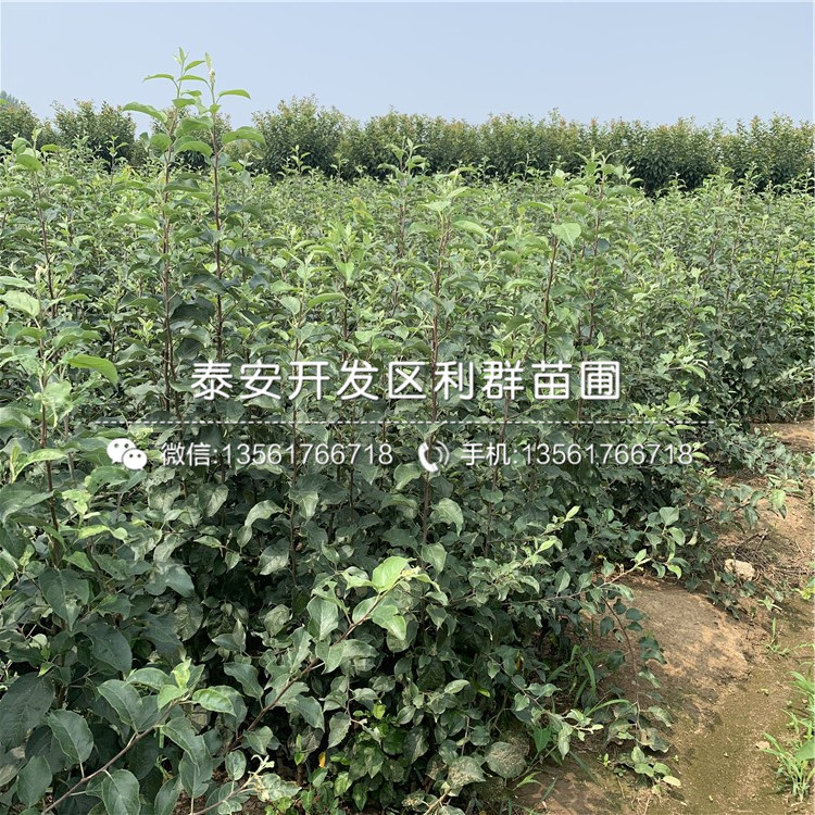 七月天仙蘋果樹苗報(bào)價(jià)、七月天仙蘋果樹苗價(jià)格