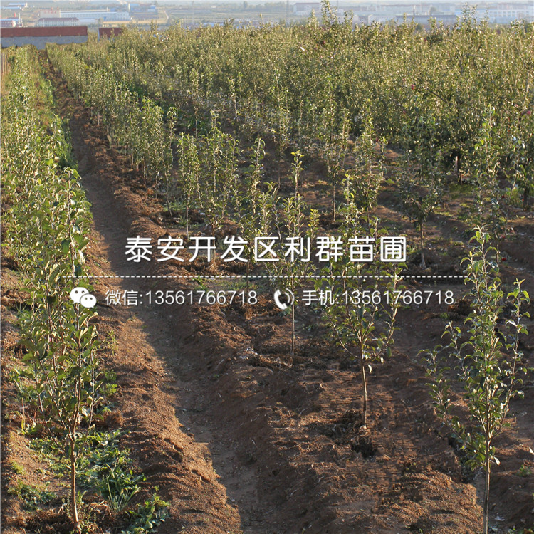 2公分蘋果苗品種、2公分蘋果苗多少錢一棵