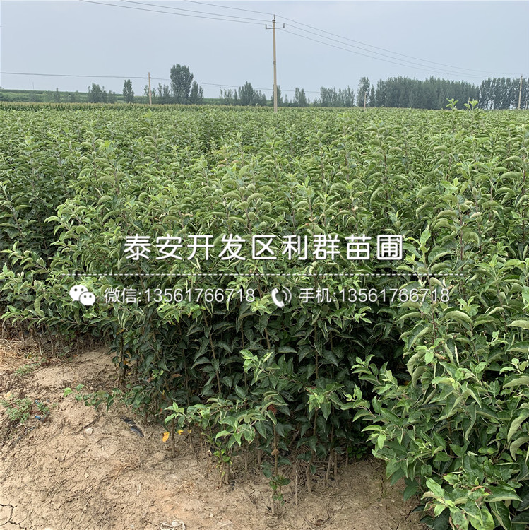 新品種嘎啦蘋果樹苗、嘎啦蘋果樹苗多少錢一棵