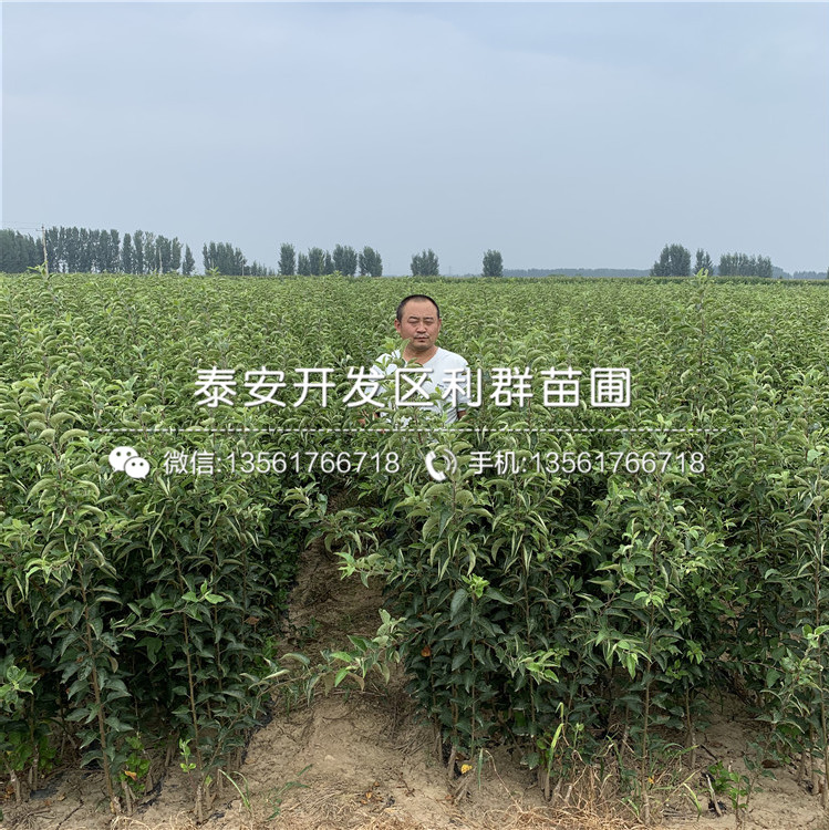 懶富蘋(píng)果苗多少錢一棵、2019年懶富蘋(píng)果苗價(jià)格