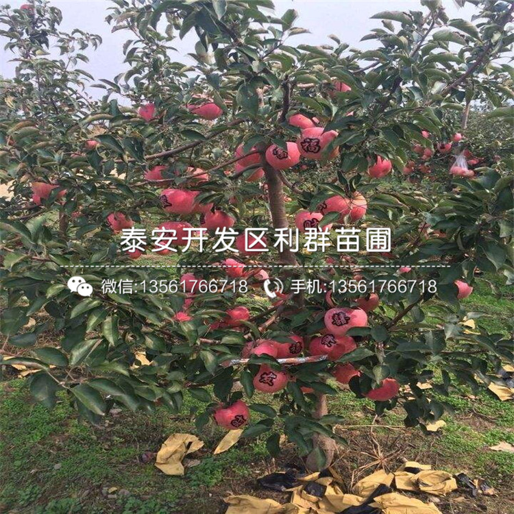 山東煙富十號蘋果樹苗、煙富十號蘋果樹苗多少錢一棵