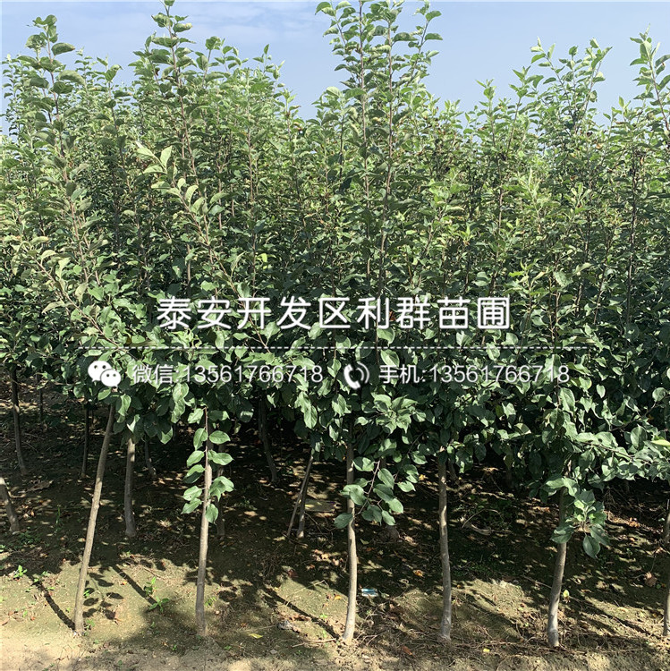 2019年雙矮蘋果樹苗、2019年雙矮蘋果樹苗價(jià)格