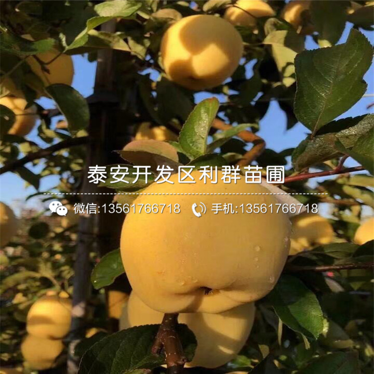泰山早霞蘋(píng)果樹(shù)苗哪里便宜、泰山早霞蘋(píng)果樹(shù)苗價(jià)格是多少