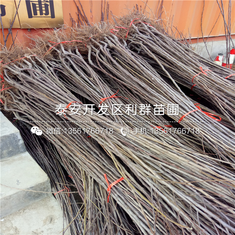 矮化柱狀蘋果樹苗價格、矮化柱狀蘋果樹苗多少錢一棵