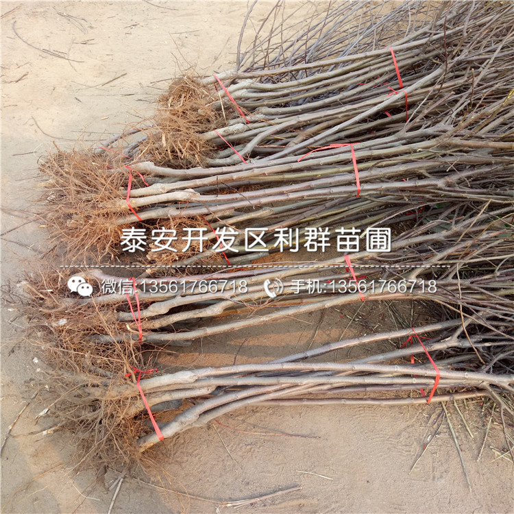 2019年雙矮蘋果樹苗、2019年雙矮蘋果樹苗價(jià)格