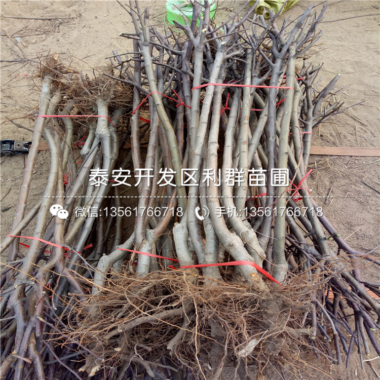 2019年國光蘋果樹苗價格、國光蘋果樹苗多少錢一棵