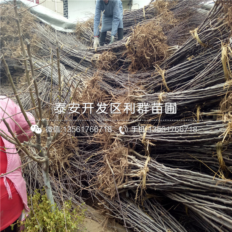 宮藤富士蘋果樹(shù)苗價(jià)格、山東宮藤富士蘋果樹(shù)苗