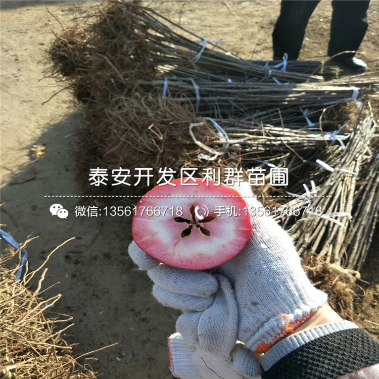 2019年紅蜜脆蘋果苗、2019年紅蜜脆蘋果苗價(jià)格