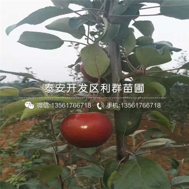 2019年紅蜜脆蘋果苗、2019年紅蜜脆蘋果苗價(jià)格