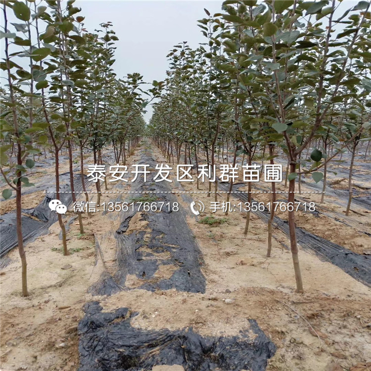 華碩蘋果樹苗價格、華碩蘋果樹苗多少錢一棵