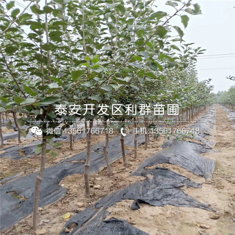 1公分早紅嘎啦蘋(píng)果苗、1公分早紅嘎啦蘋(píng)果苗價(jià)格