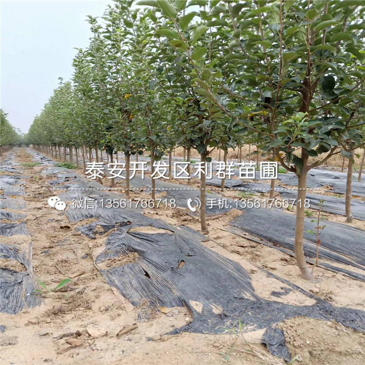 黑鉆蘋(píng)果樹(shù)苗新品種、2019年黑鉆蘋(píng)果樹(shù)苗價(jià)格