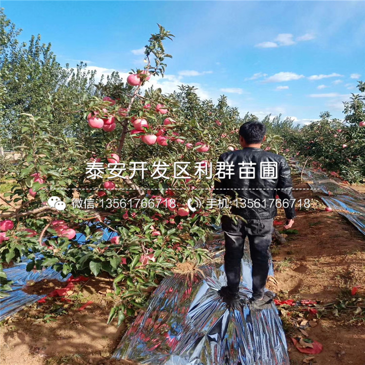長(zhǎng)枝紅富士蘋果樹(shù)苗品種、2019年長(zhǎng)枝紅富士蘋果樹(shù)苗價(jià)格